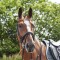 BR078 - Barton Bling Flash Bridle (inc Rubber Reins)